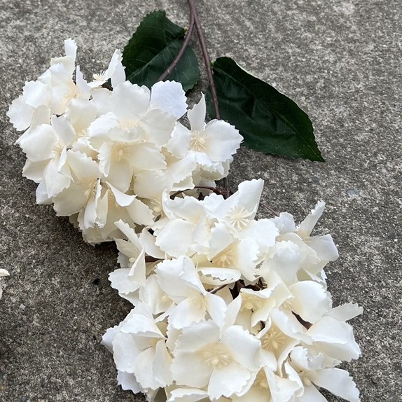142 têtes de hortensia pagode champagne-spécial