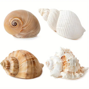 4 PCS Large Hermit Crab <strong>Shells</strong> 2~3.5Inch Natural Hermit Crab <strong>Shells</strong> 1~1.5Inch Opening - Product Image 1