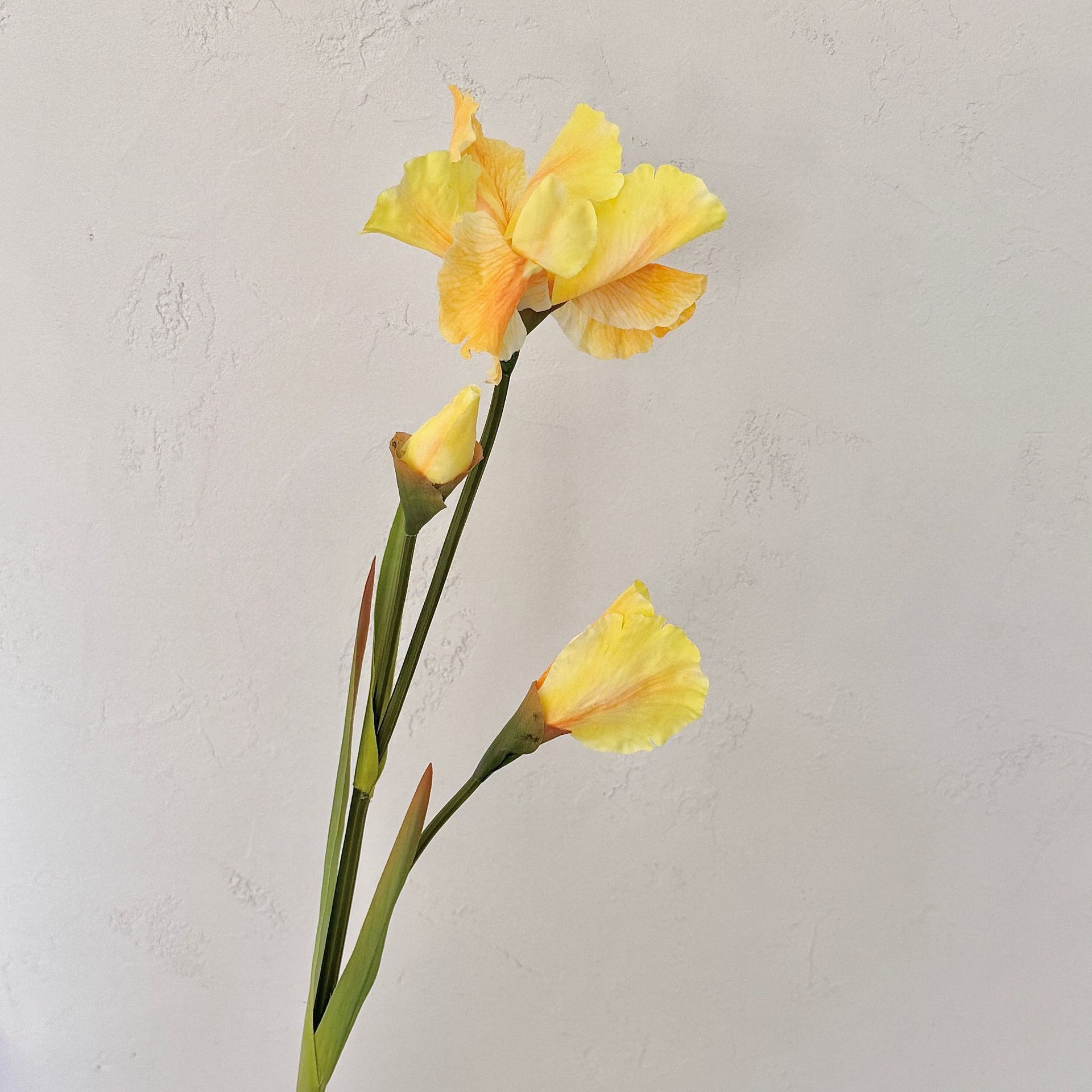 Alice iris amarillo