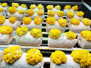 Tự động kiểm soát khí hậu đơn vị rơm Nấm trang trại container trong nhà thủy canh container trang trại - Product Image 3