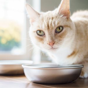 OEM可定制不锈钢猫碗，用于食品和水洗碗机安全，人类级，晶须友好的菜肴 - Product Image 4