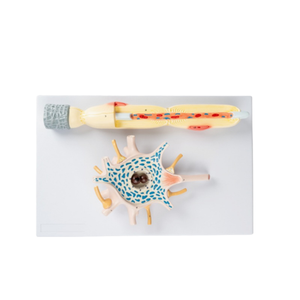 DARHMMY Advanced Medical Science Model <strong>Human</strong> Neuron Amplification - Product Image 1
