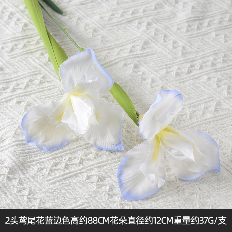 2 bordure bleue iris