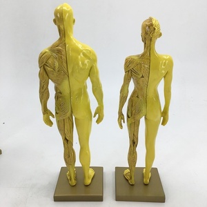 30cm Resin Anatomy Model Artistic CG Drawing Sculpture for Fine <strong>Arts</strong> and Medical School Teaching Muscle and Skeleton Structure - Product Image 2