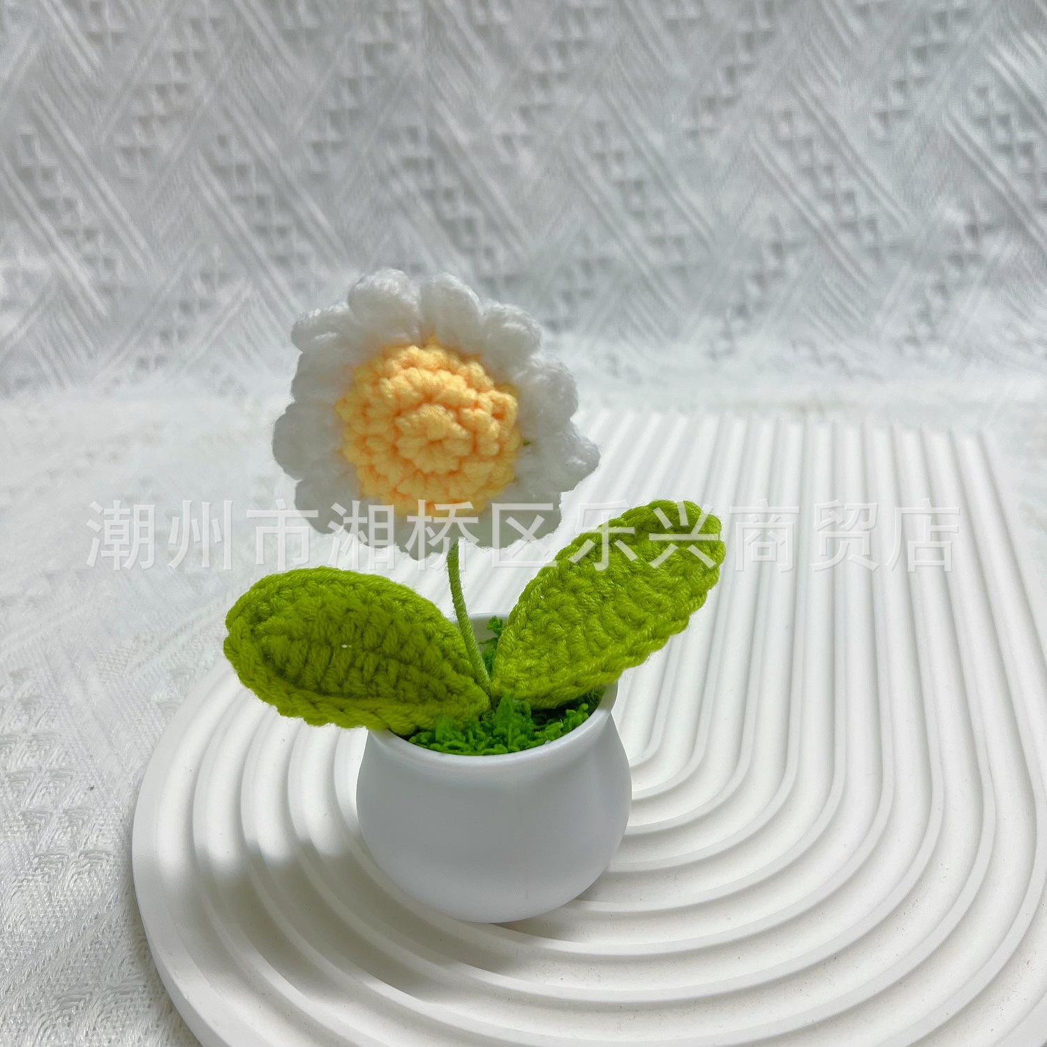White little Daisy small pot plant
