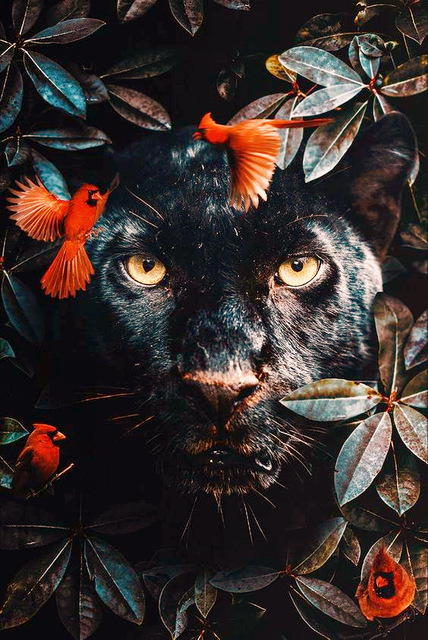 8105 gato negro