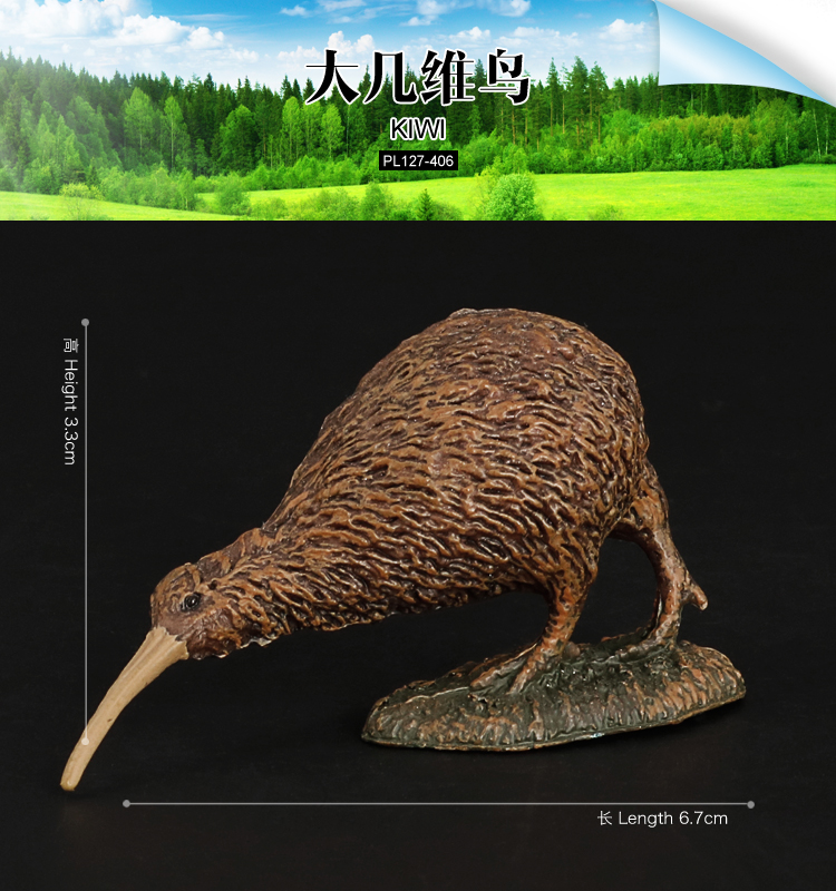 406 Kiwi oiseau grand
