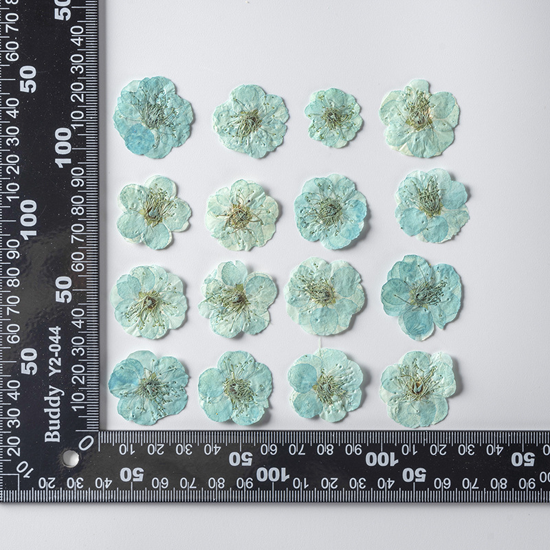Teint turquoise 12 pcs/sac