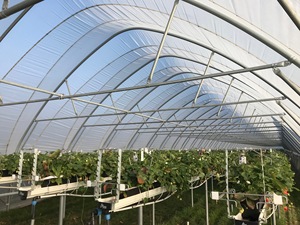 PE Cherry <strong>Cover</strong> Fabric, Bird-proof, Dust-proof and Hail-proof, Fruit Protection <strong>Net</strong>, Cherry <strong>Tree</strong> Covering <strong>Net</strong> - Product Image 5