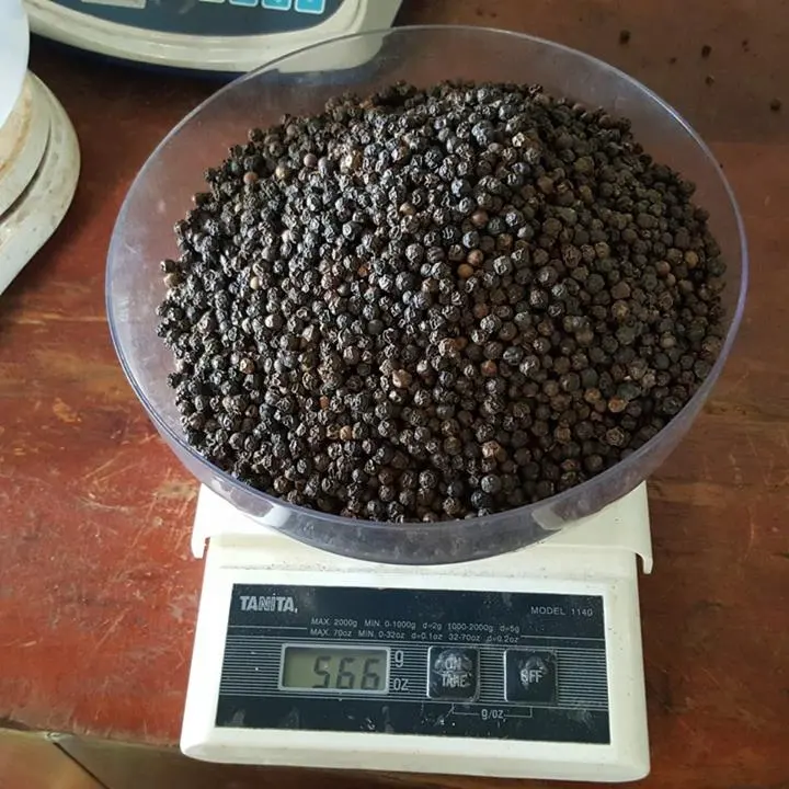 Bình Phước Vietnam Black Pepper Single Spices - Black Pepper Price 550/600gl - New Season 2021