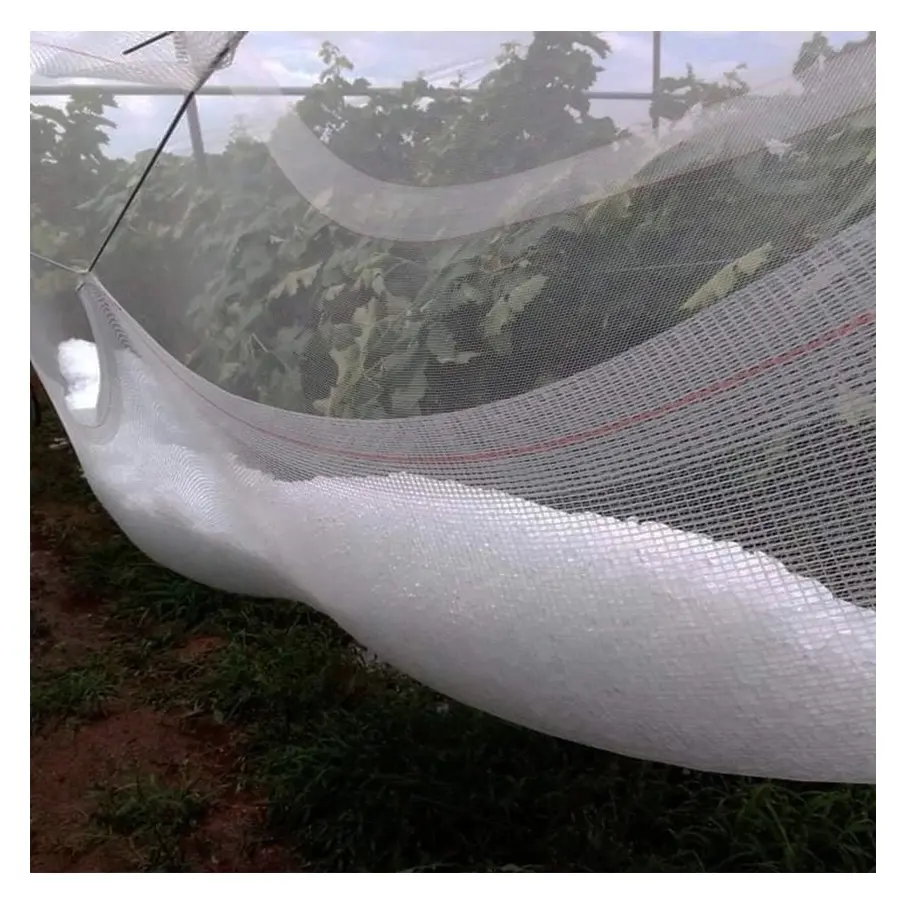 Yemen usato rete di plastica dell'ape/anti rete della grandine per le colture, tessuto 13 maglia, anti maglia del piatto di plastica contro la grandine per i frutti della pianta dell'albero