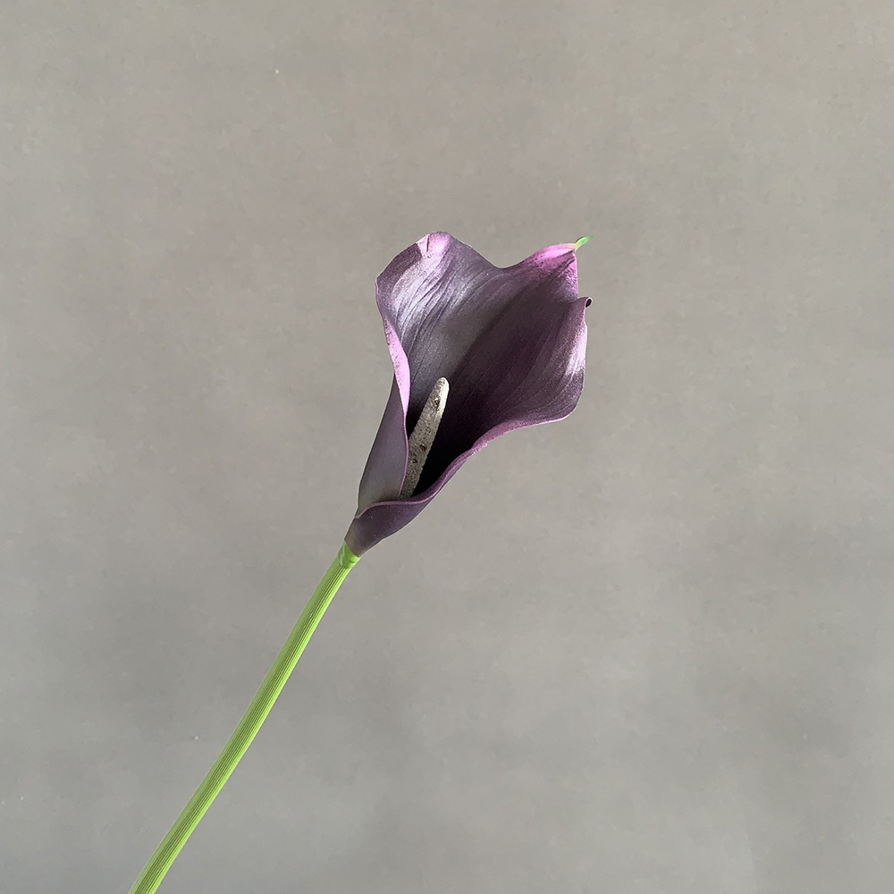 QW3006 Viola