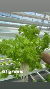 PVC NFT天沟水培系统自动种植草莓商业管道垂直通道水培系统