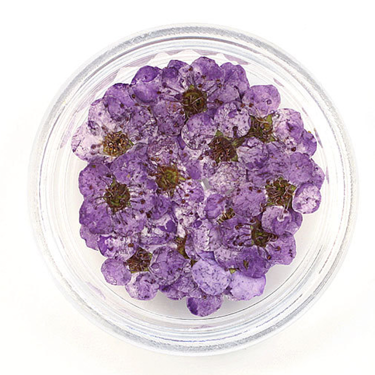 Purple 100pcs/box