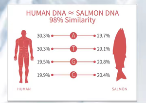 PDRN somon DNA Serum Pdrn somon Dna cilt güçlendirici Pdrn büyüme Anpoule Anti kırışıklıklar için cilt hidrasyon