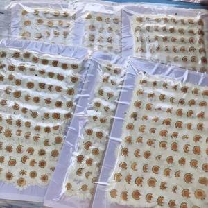 Y-E005 doğal gerçek kasımpatı çiçeği beyaz papatyalar kurutulmuş preslenmiş çiçekler reçine takı kolye kart yapımı yüzük