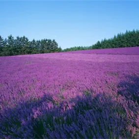 Aceite esencial de lavanda para masaje, aceite esencial de calidad prensado en frío