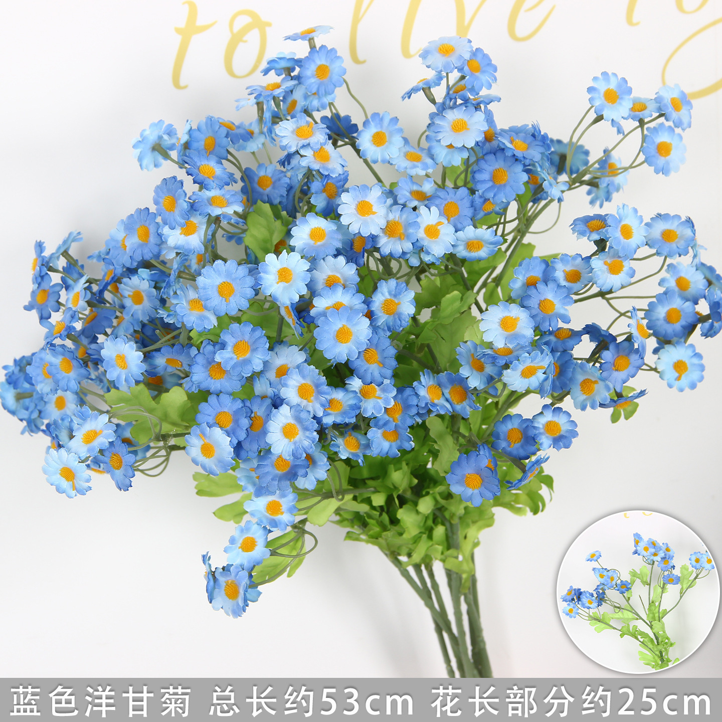 Camomille bleue, paquet de 10
