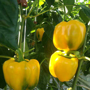 PP Material Tomaten Gurke Obst Gemüse Rebe Hänge haken Gewächshaus Sämling Hängende Rebe Haken - Product Image 6