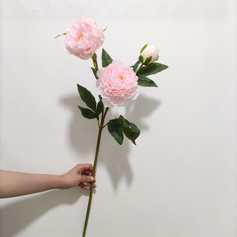 rose 1