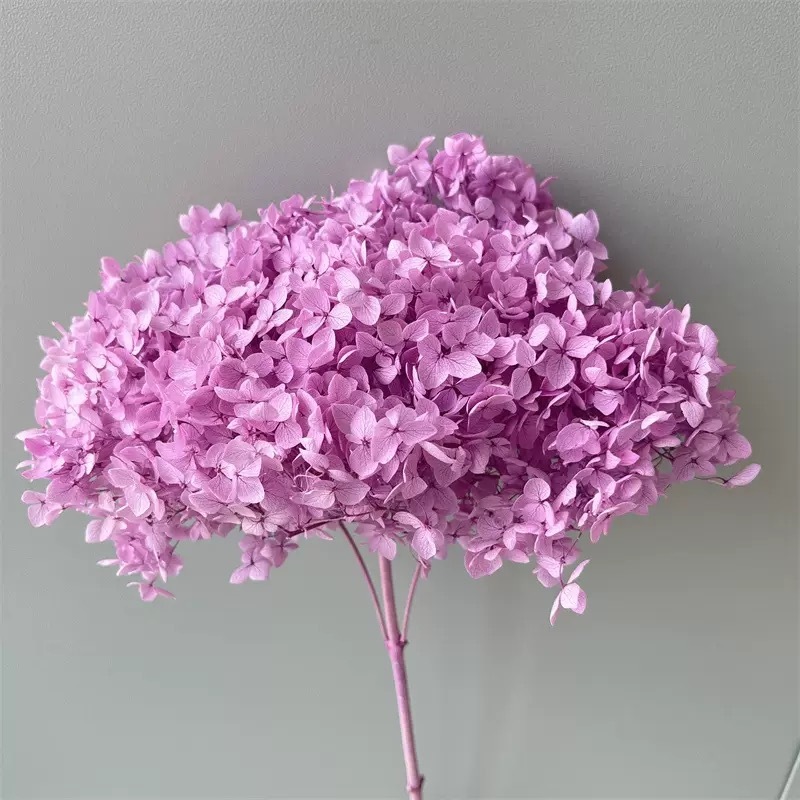 Pink purple
