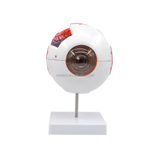 Göz topu tıbbi ekran göz topu modeli EB-1 anatomik insan göz küresi modeli - Product Image 1