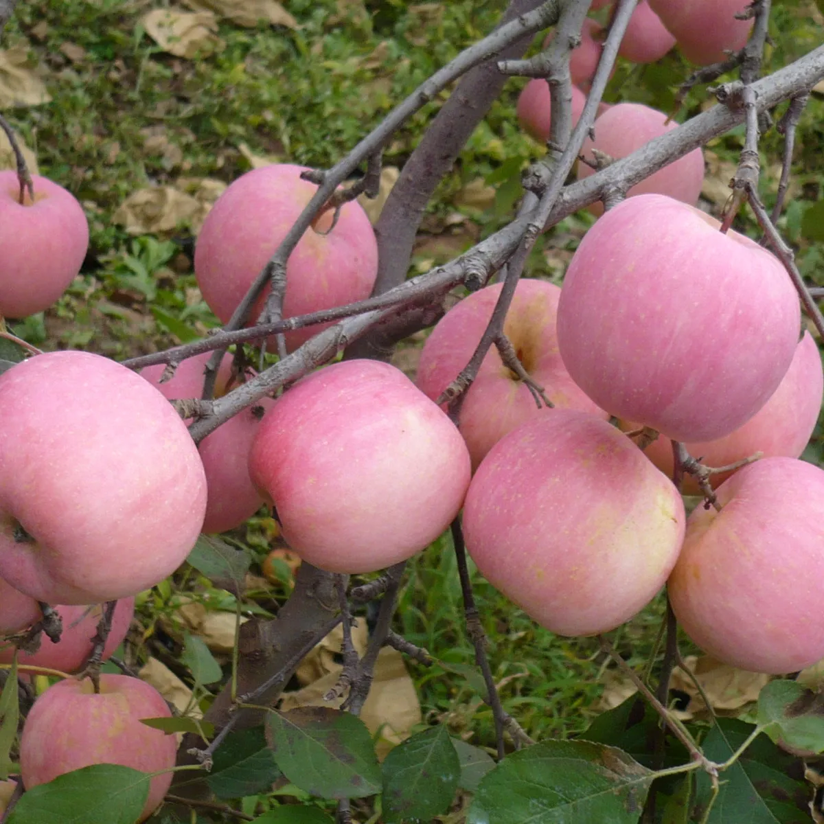 Pomme fuji chinoise douce rouge juteuse, vente en gros, prix à l'exportation de la chine