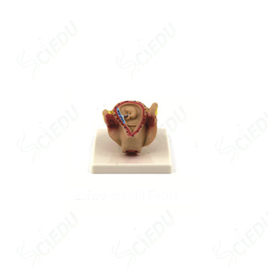 PVC Human Development Process Model for Embryo and <strong>Fetus</strong> Pregnancy Model - Product Image 3