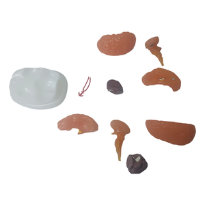 Scienza medica avanzata in PVC staccabile emisfero cerebrale tronco cerebrale cervelletto umano a grandezza naturale anatomia struttura del cervello modello - Product Image 5