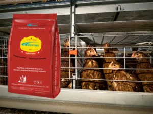 Mufeng 2% 層濃縮飼料/プレミックスフィードレイヤー使用飼料/有機高タンパク質鶏肉および鶏層フィードプレミックス - Product Image 2
