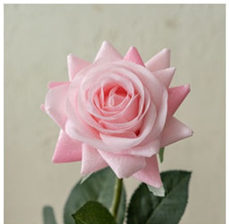 Rosa latte