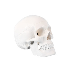 2025 New KRC Teaching Resources Life-size <strong>Human</strong> Skull Model <strong>3</strong> Part Laboratory Removable Skull Articulated Model - Product Image 1