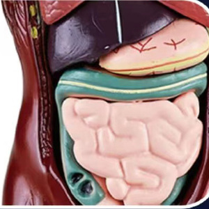 Modelo de Anatomía de medio cuerpo simulado y modelo de anatomía humana para estudiantes de escuela primaria y secundaria para enseñar modelo de rompecabezas - Product Image 5