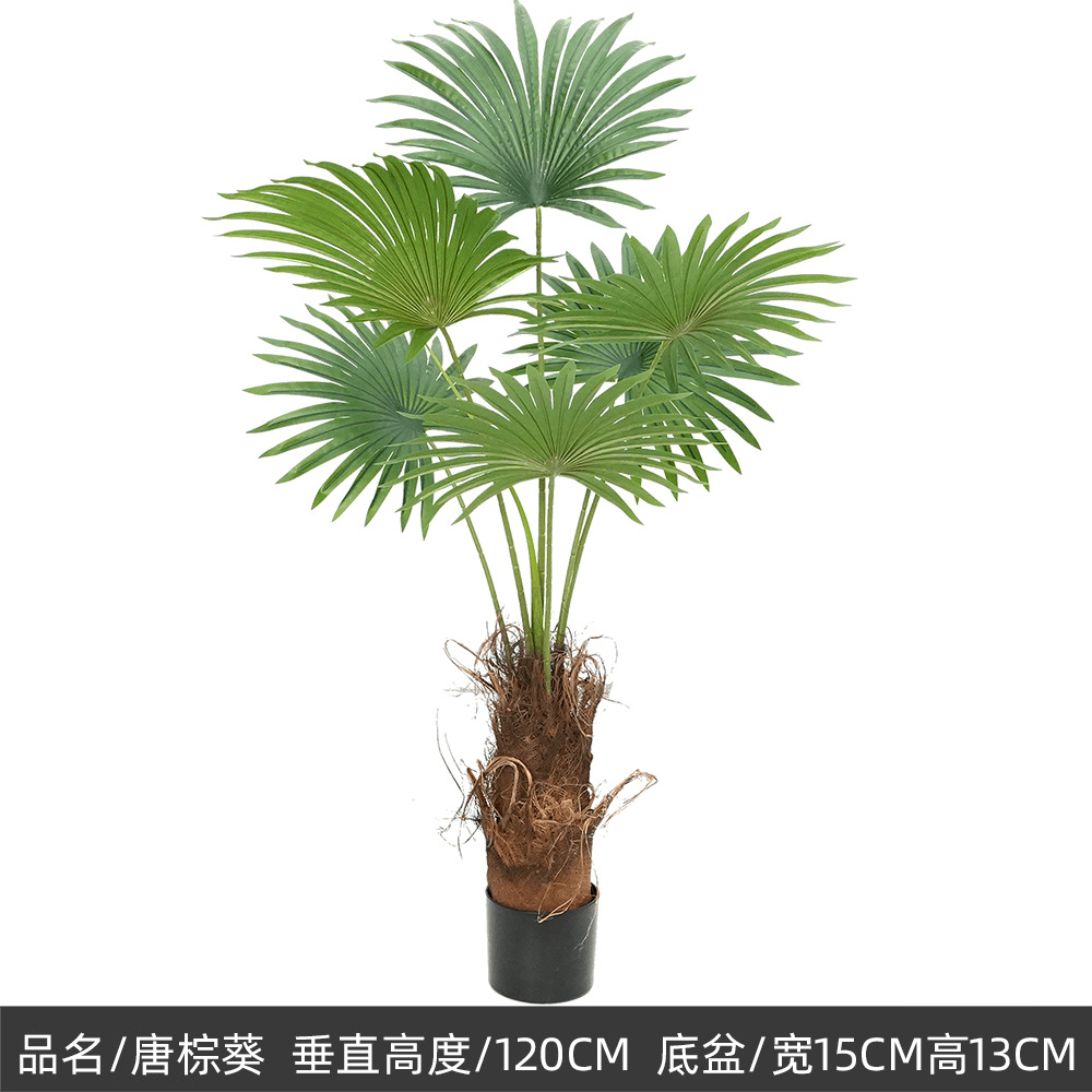 Hibisco marrón Tang de 120 cm