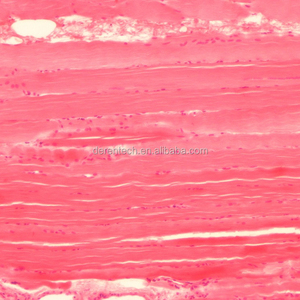 Portaobjetos de microscopio de histología humana preparada para enseñanza de ciencias médicas - Product Image 5