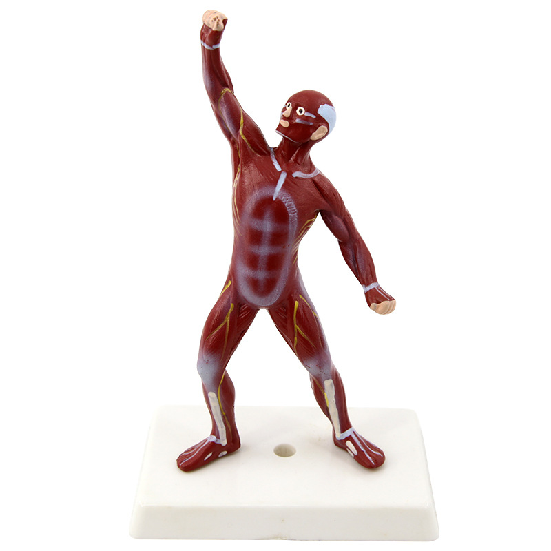 QH3324-5 Mini modèle d'homme musclé