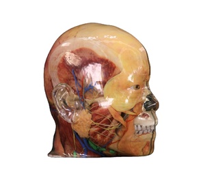 Digihuman 3D Printing <strong>Human</strong> the Superficial Layer of the Head and Face Transparent 3D Printing Model Anatomy Education
