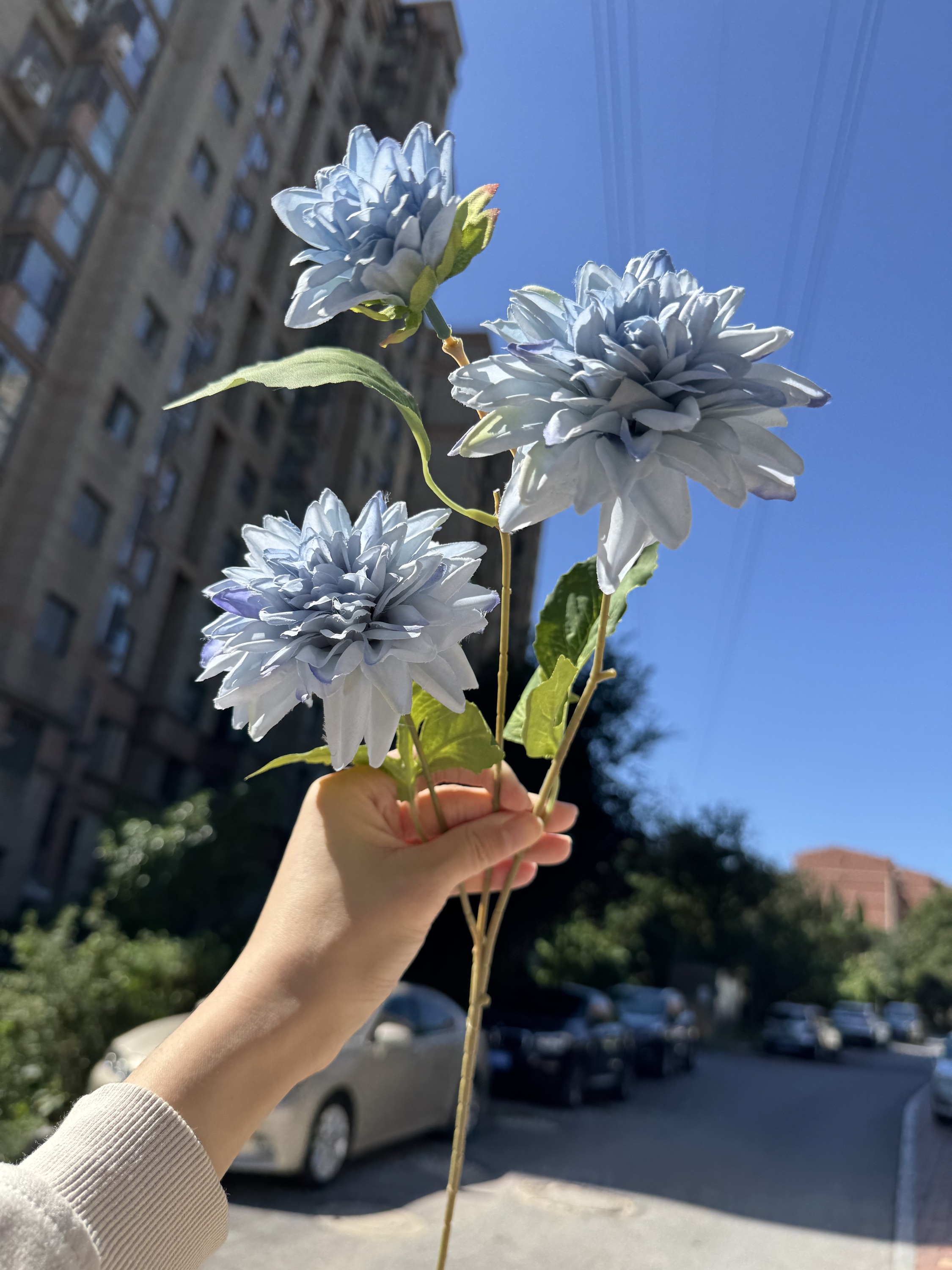 # 5 bleu