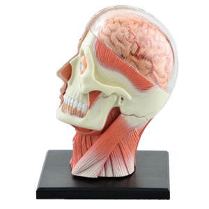 Medical Models Life Size <strong>Human</strong> Head Model Anatomy Education 4D Head Model - Product Image 3