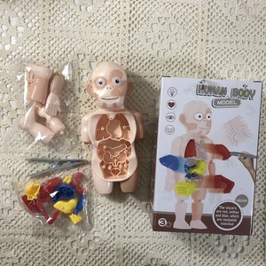 Montessori bilim DIY 3D anatomi öğrenme meclisi insan organı Model oyuncaklar, insan vücudu parçası eğitici oyuncak, insan vücudu oyuncak - Product Image 2