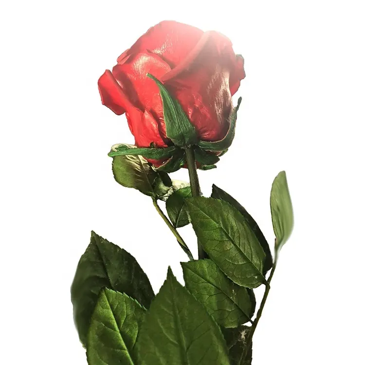 HFlora-Rosa decorativa preservada con vástago para celebración de boda, regalo del Día de San Valentín, 20cm, venta al por mayor