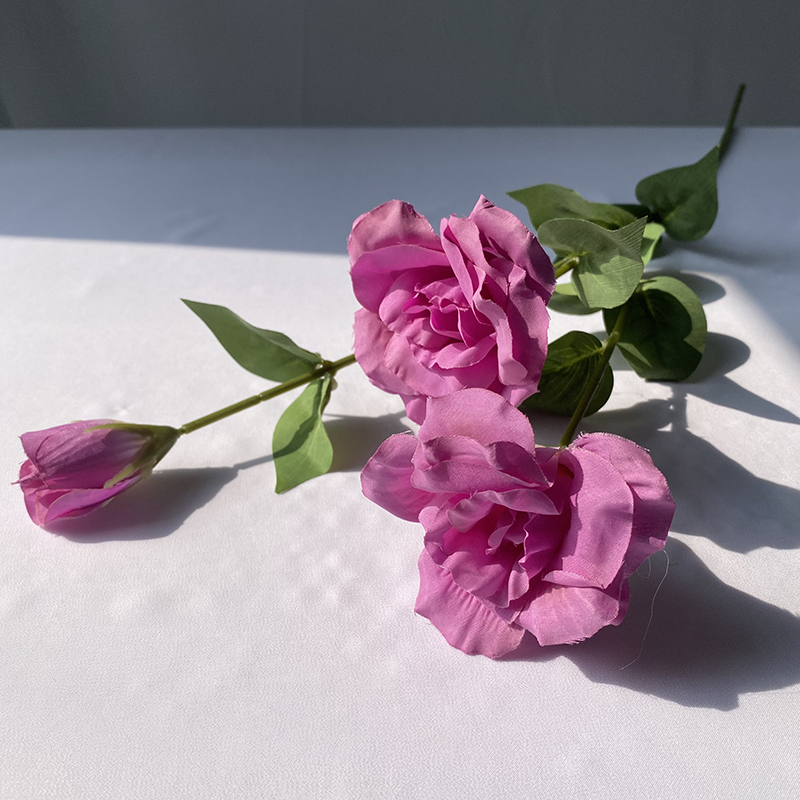 Rosa rosa