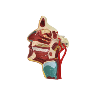 ADA Medical Mouth, Nose, Pharynx, and <strong>Larynx</strong> Medial Vascular <strong>Nerve</strong> Model and Adult Mediastinal Model for Students to Learning - Product Image 2
