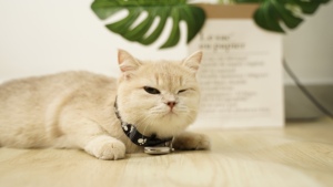 迷你全球定位系统宠物跟踪器标签狗猫项圈，AES定位芯片，IP67防水，重量轻，365天电池，免费应用 - Product Image 3
