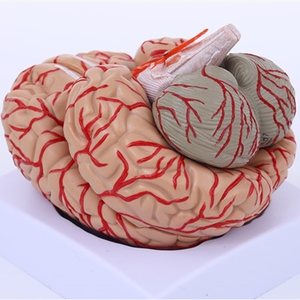 Human Brain Anatomy <strong>Model</strong> Brain Functional Color Region Chromatic <strong>Model</strong> for Medical Science Teaching <strong>Model</strong> - Product Image 3