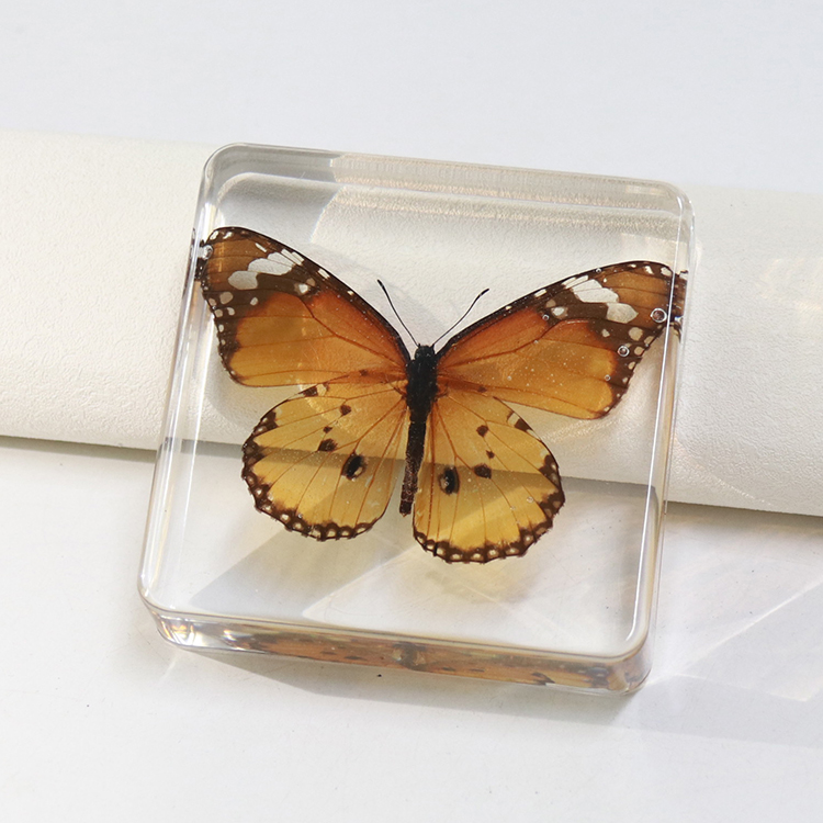 mariposa monarca
