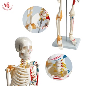 85cm insan anatomik iskelet modeli FRT011 bir tarafı bağ modeli insan bir tarafı kas modeli - Product Image 4