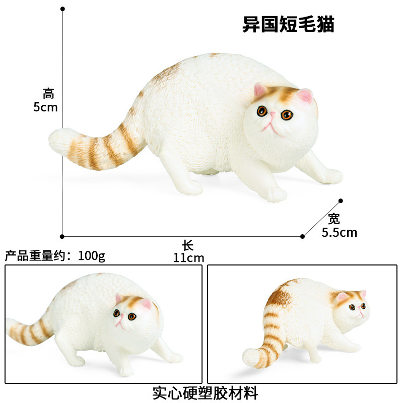 M-1548 Exotic Shorthair (Blanc)