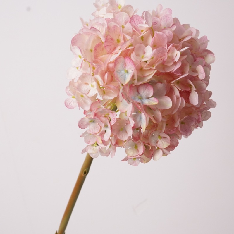 Ortensia olandese grande ramo rosa viola