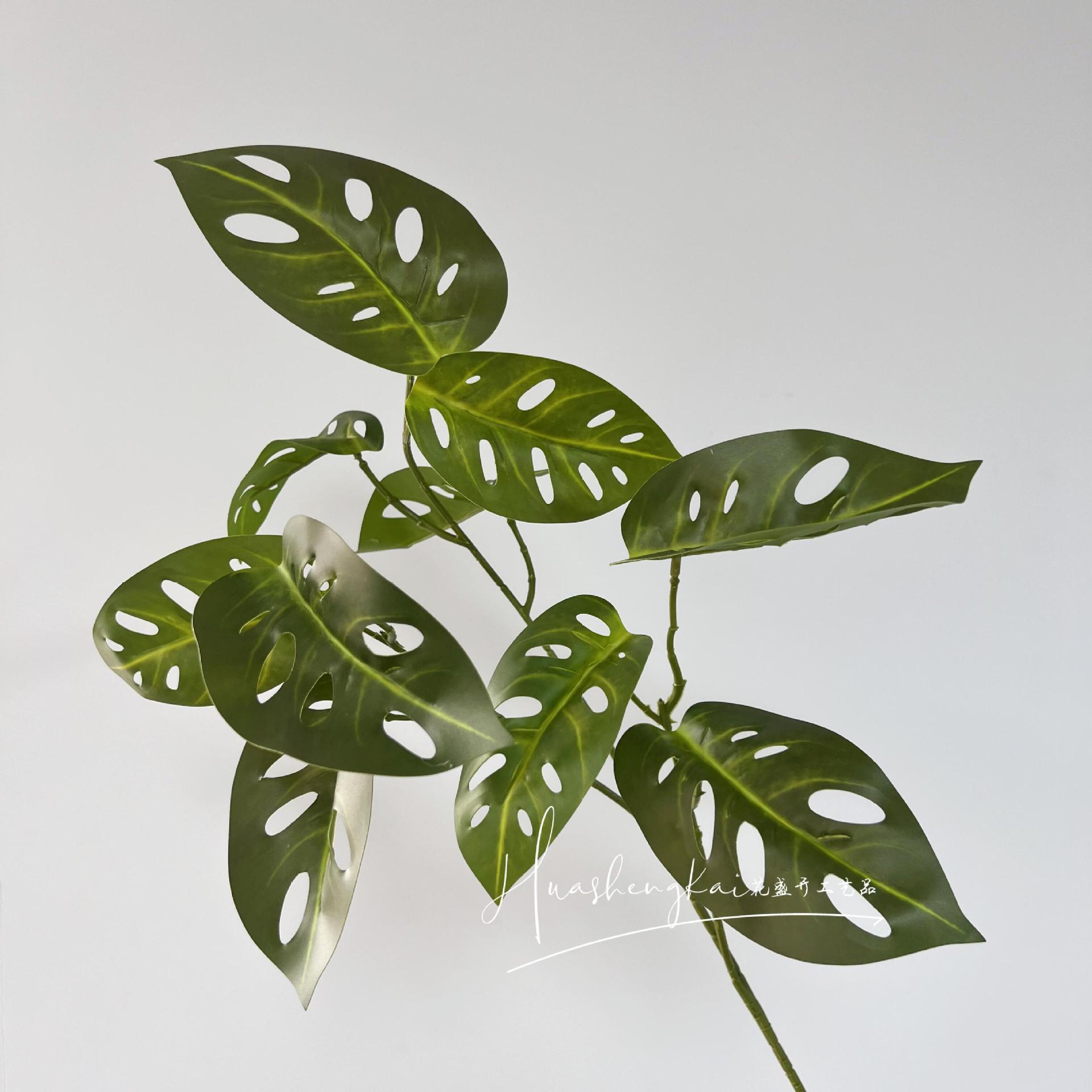 Feuilles de Monstera